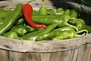 Images Dated 16th September 2006: Santa Fe, New Mexico, United States. Red and green chile are the main regional dish