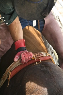 Images Dated 18th July 2009: Santa Fe, New Mexico, United States. Galisteo Rodeo, view from the chute. Getting