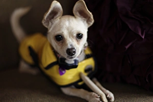 Images Dated 13th December 2011: Santa Fe, New Mexico, United States. White Chihuahua, PR