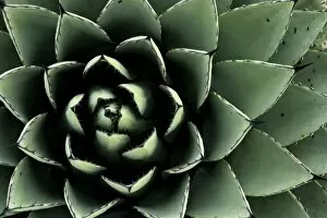 Images Dated 8th October 2006: Santa Fe, New Mexico, USA. Agave cactus plant