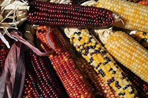 Multicolor Prints: Santa Fe, New Mexico, USA. Dried Indian corn