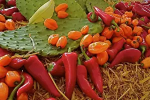 Spice Prints: Santa Fe, New Mexico, USA. Nopales (cactus pads) habanero and red chiles display