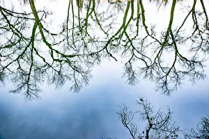 Oak Tree Prints: Santa Fe, New Mexico, USA. Old oak tree branches in water