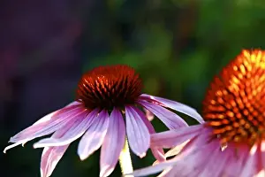 Medicinal Prints: Santa Fe, New Mexico, USA. Purple echinecea coneflower plant