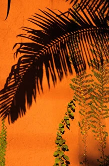 Sao Paulo, Brazil. Shadow of a palm leaf on a terracotta wall, green leaves of climbing