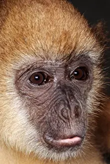 Wide Prints: Sao Vicente, Brazil. Macaco Prego monkey (Cebus apella); wide-ranging South American