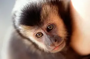 Species Prints: Sao Vicente, Brazil. Muriqui monkey (Brachyteles arachnoides); endangered species