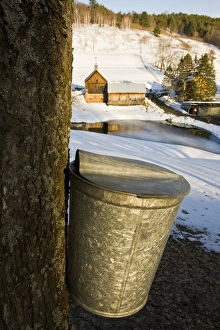 Sap buckets on maple trees on a farm in Pomfret, Vermont