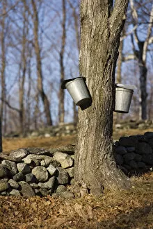 Images Dated 28th March 2007: Sap buckets on sugar maple trees in Lyme, New Hampshire. Stone wall. Spring. Acorn