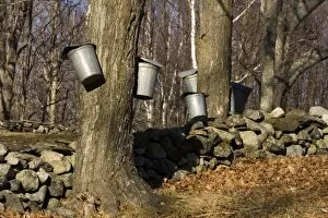 Images Dated 28th March 2007: Sap buckets on sugar maple trees in Lyme, New Hampshire. Stone wall. Spring. Acorn Hill Road