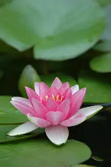 Saratoga Prints: Saratoga Springs, NY, USA, lily pads in fountain at Yaddo Gardens