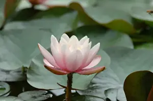 Saratoga Springs, NY, USA, lily pads in fountain at Yaddo Gardens