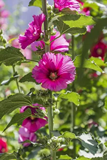 Images Dated 23rd November 2021: Sarytag, Sughd Province, Tajikistan. Hollyhock blossoms in the mountains of Tajikistan