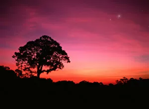 Images Dated 10th July 2006: SASC-206 Tree and stars at dusk, Atlantic Rainforest, Sao Paulo State, Brazil. Original