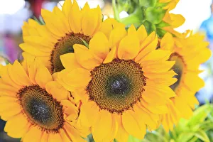 Farmers Market Prints: Saturday Farmers Market in Downtown Hilo, Big Island, Hawaii