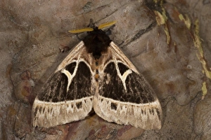 Saturnid Moth, Mindo, Cloud Forest, West slope of Andes, Ecuador