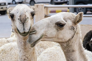 Commerce Prints: Saudi Arabia, Al-Qassim, Buraydah. Camels at the Al Qassim livestock market
