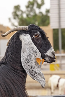 Commerce Prints: Saudi Arabia, Al-Qassim, Buraydah. A goat at the Al Qassim livestock market