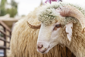 Commerce Prints: Saudi Arabia, Al-Qassim, Buraydah. A ram at the Al Qassim livestock market
