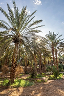 Medina Prints: Saudi Arabia, Medina, Al-Ula. Palm trees at the Daimumah Oasis