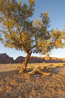 Saudi Arabia Prints: Saudi Arabia, Tabuk, Al-Disah. Desert landscape in the Prince Mohammed bin Salman Natural Reserve