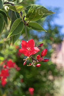 Saudi Arabia Prints: Saudi Arabia, Tabuk, Al-Disah. Red flowering tree on a farm