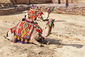 Livestock Prints: Saudi Arabia, Tabuk Province, Tayma. Camels in colorful blankets at a desert oasis