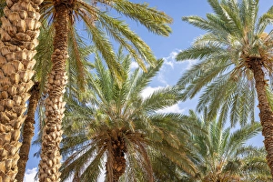 Saudi Arabia Prints: Saudi Arabia, Tabuk Province, Tayma. Date palms against a blue sky at a desert oasis