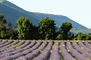 Images Dated 10th July 2012: Sault, Provence, France