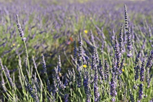 Sault Prints: Sault, Provence, France