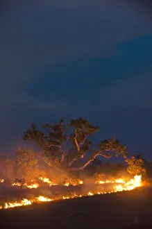 Dramatic Sky Prints: Savannah Fire Kanuku Mountains Rupununi GUYANA South America