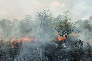 Burning Prints: Savannah Fire Rupununi GUYANA South America