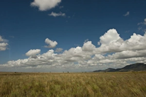 Rupununi Prints: Savannah Scenic Rupununi, Guyana