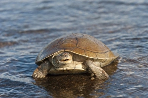 Habitat Loss Gallery: Savannah Side-necked Turtle (Podocnemis vogli) released after being found by fishermen in the river