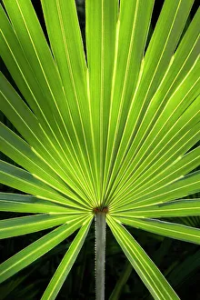 Graphic Prints: Detail of saw palmetto foliage