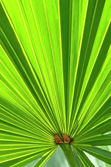 Fan Palm Prints: Saw Palmetto leaf