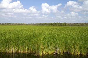 Images Dated 3rd November 2011: Sawgrass in the Florida everglades