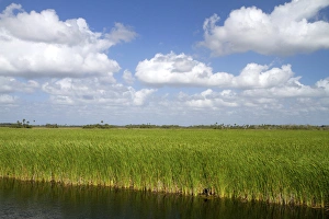 Watershed Prints: Sawgrass in the Florida everglades