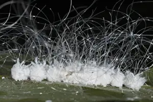 Images Dated 8th October 2010: Scale Insects (Coccoidea) Napo River bordering Yasuni National Park, Amazon Rainforest
