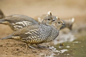 Images Dated 3rd April 2008: Scaled Quail (Callipepla squamata), covey drinking at south Texas pond