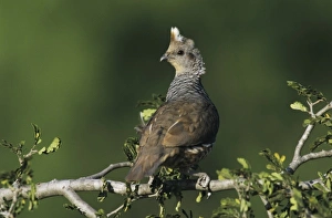 Wild Fowl Prints: Scaled Quail, Callipepla squamata, adult, Starr County, Rio Grande Valley, Texas