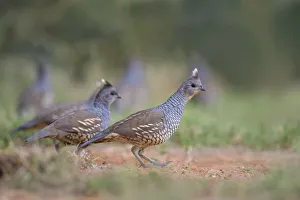 Scaled Quail (Callipepla squamata) covey feeding in grassland habitat