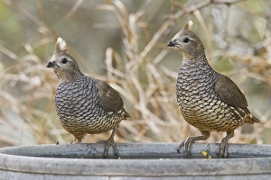 Images Dated 15th March 2011: Scaled Quail (Callipepla squamata) pair perched on water pan