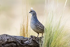Seed Prints: Scaled Quail (Callipepla squamata) in west Texas habitat