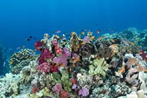 Shoal Prints: Scalefin Anthias (Pseudanthias squamipinnis) and diverse coral reef, Fiji. South Pacific