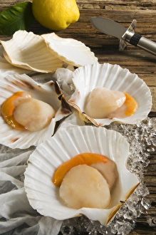 Expensive Prints: Scallop (Pecten jacobaeus)