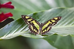 Wing Span Prints: Scarce Bamboo Page (Philaethria dido) resting on a tropical leaf. Costa Rica
