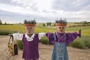 Scarecrows at a lavendar farm in SE Washington