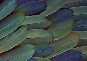 Images Dated 17th January 2010: Scarlet and Blue Gold Macaw wing feathers