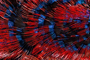 Feathers Prints: Scarlet Chested Sunbird
